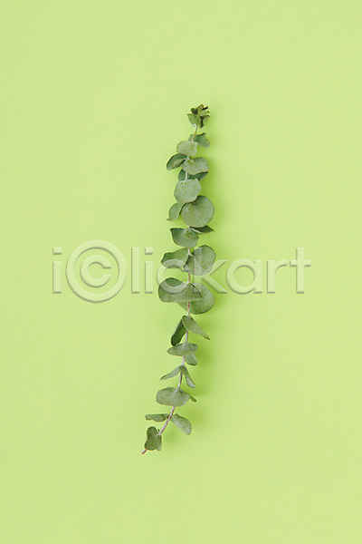 건조 사람없음 JPG 포토 하이앵글 꽃 드라이플라워 스튜디오촬영 식물 실내 오브젝트 유칼립투스 초록배경 플랫레이