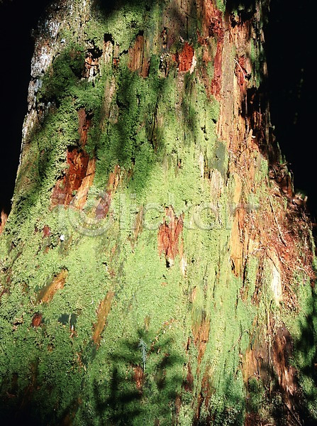 사람없음 JPG 포토 관광지 나무 백그라운드 북아메리카 식물 야외 외국문화 이끼 자연 주간 캐나다 풍경(경치) 해외풍경