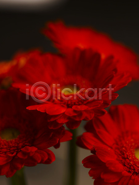 사람없음 JPG 근접촬영 아웃포커스 포토 가을꽃 거베라 꽃 백그라운드 빨간색 식물 여러송이 컬러
