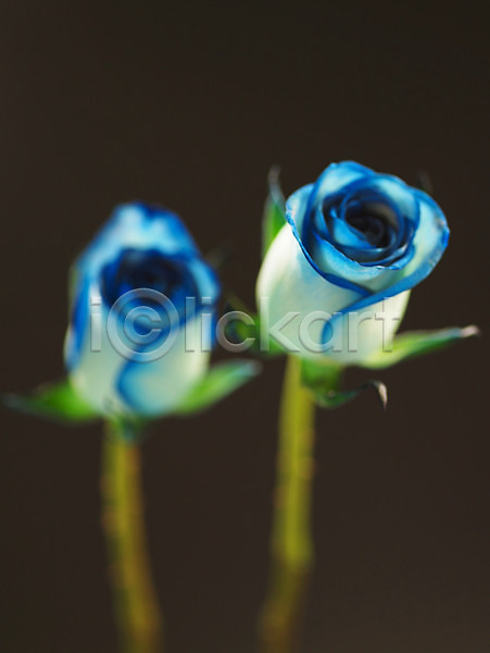 사람없음 JPG 근접촬영 아웃포커스 포토 꽃 두송이 백그라운드 식물 여름꽃 자연 장미 컬러 파란색