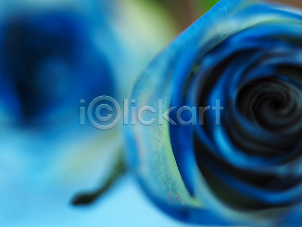 사람없음 JPG 근접촬영 아웃포커스 포토 꽃 백그라운드 식물 여름꽃 자연 장미 컬러 파란색 한송이