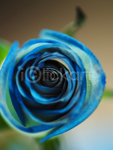 사람없음 JPG 근접촬영 아웃포커스 포토 꽃 백그라운드 식물 여름꽃 자연 장미 컬러 파란색 한송이