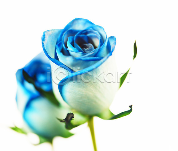 사람없음 JPG 근접촬영 아웃포커스 포토 꽃 누끼 두송이 백그라운드 식물 여름꽃 자연 장미 컬러 파란색