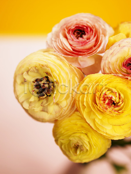 사람없음 JPG 근접촬영 아웃포커스 포토 꽃 꽃잎 노란색 라넌큘러스 백그라운드 분홍색 식물 여러송이 컬러 컬러풀