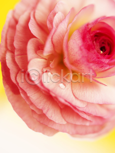 사람없음 JPG 근접촬영 아웃포커스 포토 꽃 꽃잎 라넌큘러스 물방울 백그라운드 분홍색 식물 컬러 한송이