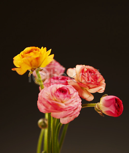 사람없음 JPG 근접촬영 아웃포커스 포토 꽃 꽃대 꽃잎 노란색 라넌큘러스 백그라운드 분홍색 식물 여러송이 컬러 컬러풀