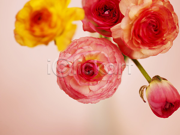 사람없음 JPG 근접촬영 아웃포커스 포토 꽃 꽃잎 노란색 라넌큘러스 백그라운드 분홍색 식물 여러송이 컬러 컬러풀