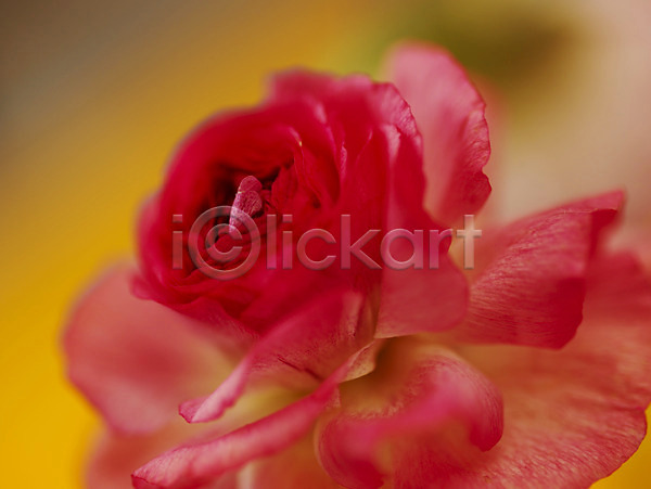 사람없음 JPG 근접촬영 아웃포커스 포토 꽃 꽃잎 라넌큘러스 백그라운드 분홍색 식물 컬러 한송이