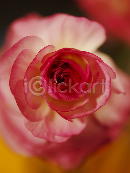 사람없음 JPG 근접촬영 아웃포커스 포토 꽃 꽃잎 라넌큘러스 백그라운드 분홍색 식물 컬러 한송이