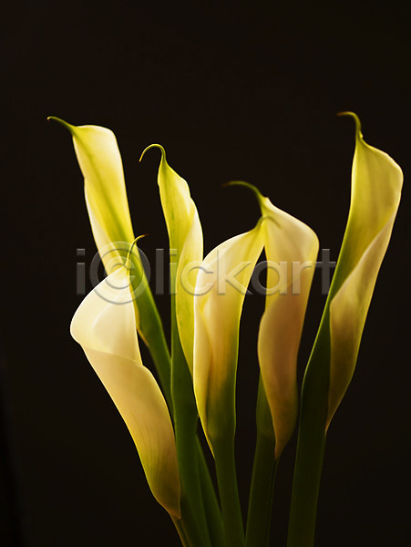 사람없음 JPG 근접촬영 아웃포커스 포토 꽃 백그라운드 식물 여러송이 여름꽃 자연 카라 컬러 흰색