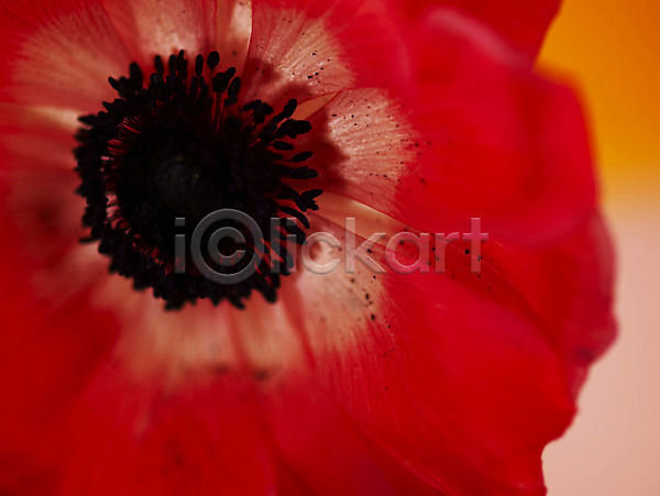 사람없음 JPG 근접촬영 아웃포커스 포토 꽃 꽃잎 백그라운드 봄꽃 빨간색 식물 아네모네 자연 컬러 한송이
