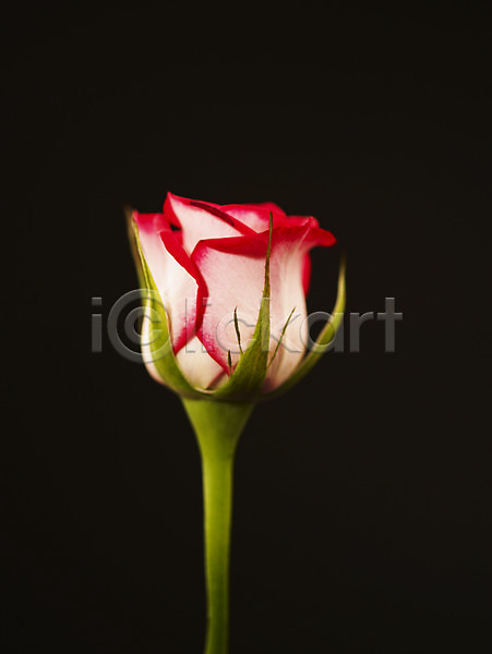 사람없음 JPG 근접촬영 아웃포커스 포토 꽃 로지타벤델라 백그라운드 빨간색 식물 여름꽃 자연 장미 컬러 한송이