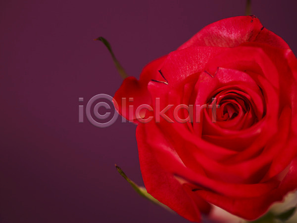 사람없음 JPG 근접촬영 아웃포커스 포토 꽃 로지타벤델라 백그라운드 빨간색 식물 여름꽃 자연 장미 컬러 한송이
