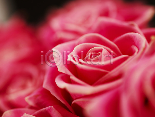 사람없음 JPG 근접촬영 아웃포커스 포토 꽃 로지타벤델라 백그라운드 분홍색 식물 여러송이 여름꽃 자연 장미 컬러