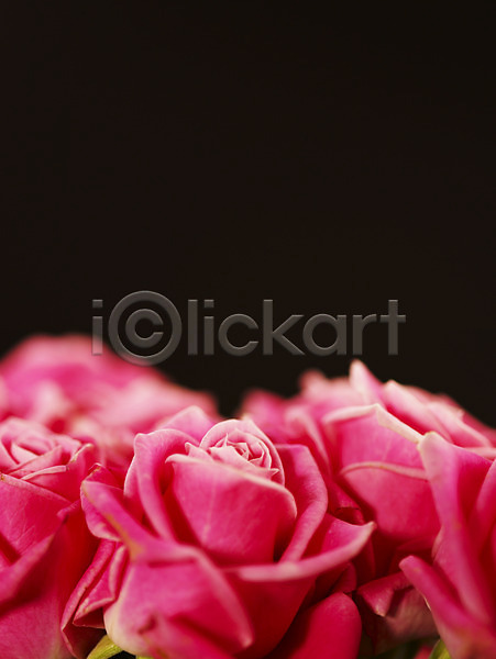 사람없음 JPG 근접촬영 아웃포커스 포토 꽃 로지타벤델라 백그라운드 분홍색 식물 여러송이 여름꽃 자연 장미 컬러