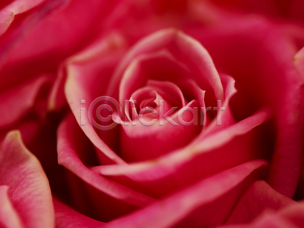 사람없음 JPG 근접촬영 아웃포커스 포토 꽃 로지타벤델라 백그라운드 분홍색 식물 여름꽃 자연 장미 컬러 한송이