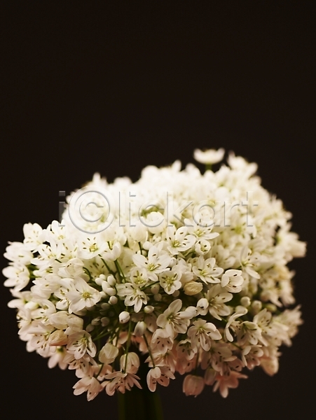 사람없음 JPG 근접촬영 포토 꽃 꽃다발 꽃술(꽃) 백그라운드 부케 식물 여러송이 호아니 흰색