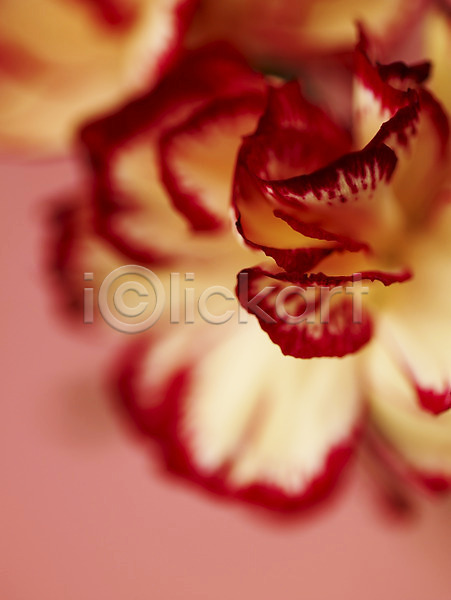 사람없음 JPG 근접촬영 아웃포커스 포토 꽃 꽃잎 백그라운드 빨간색 식물 카네이션 컬러 컬러풀 한송이