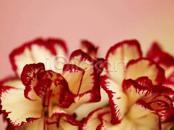 사람없음 JPG 근접촬영 아웃포커스 포토 꽃 꽃잎 두송이 백그라운드 빨간색 식물 카네이션 컬러 컬러풀