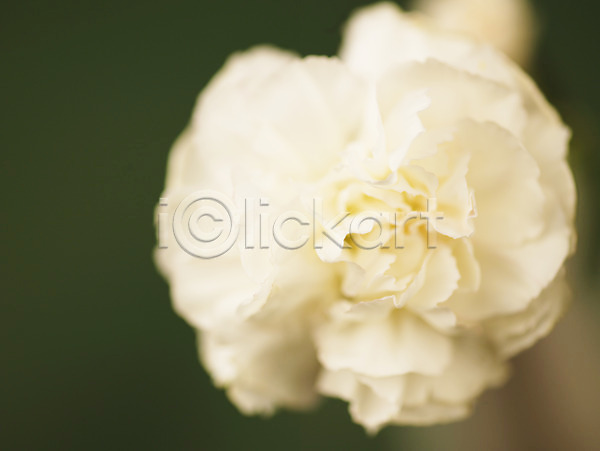 사람없음 JPG 근접촬영 아웃포커스 포토 꽃 꽃잎 백그라운드 식물 카네이션 컬러 한송이 흰색