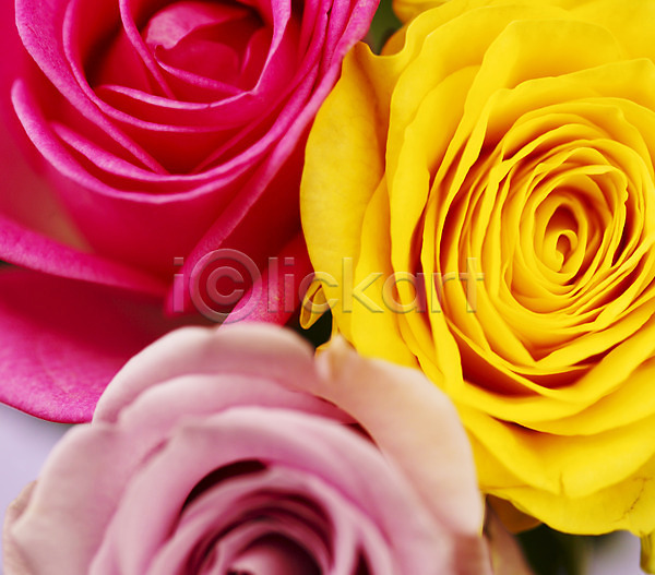 사람없음 JPG 근접촬영 포토 꽃 꽃잎 노란색 백그라운드 분홍색 세송이 식물 장미 컬러
