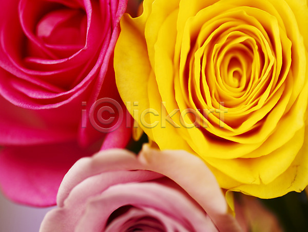 사람없음 JPG 근접촬영 포토 꽃 꽃잎 노란색 백그라운드 분홍색 세송이 식물 장미 컬러