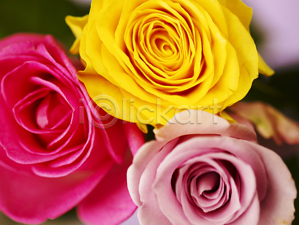 사람없음 JPG 근접촬영 아웃포커스 포토 꽃 꽃잎 노란색 백그라운드 분홍색 세송이 식물 잎 장미 컬러