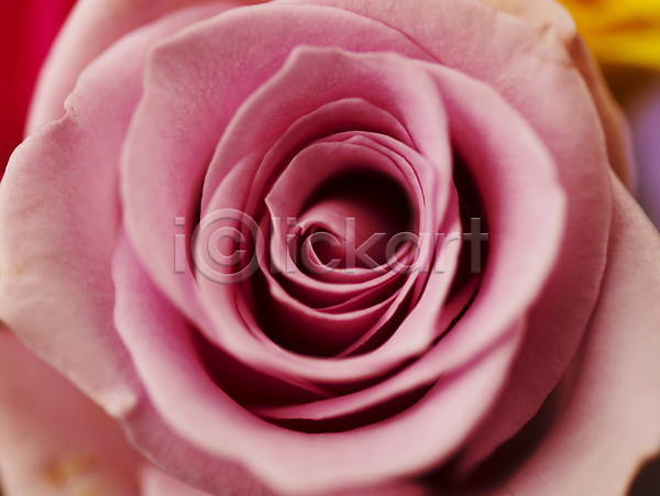 사람없음 JPG 근접촬영 아웃포커스 포토 꽃 꽃잎 백그라운드 분홍색 식물 장미 컬러 한송이