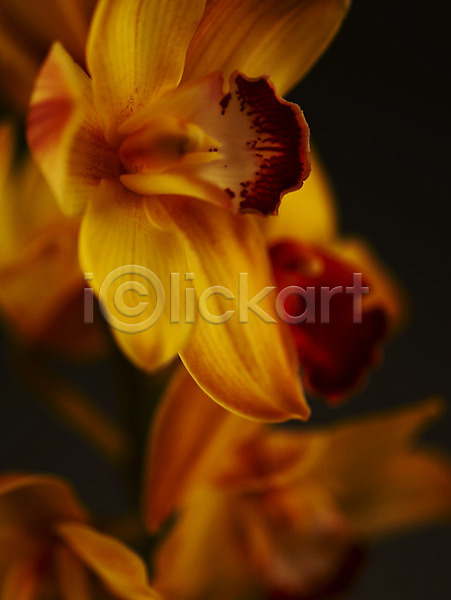 사람없음 JPG 근접촬영 아웃포커스 포토 꽃 꽃잎 노란색 백그라운드 서양난 식물 양난 양란 컬러 한송이