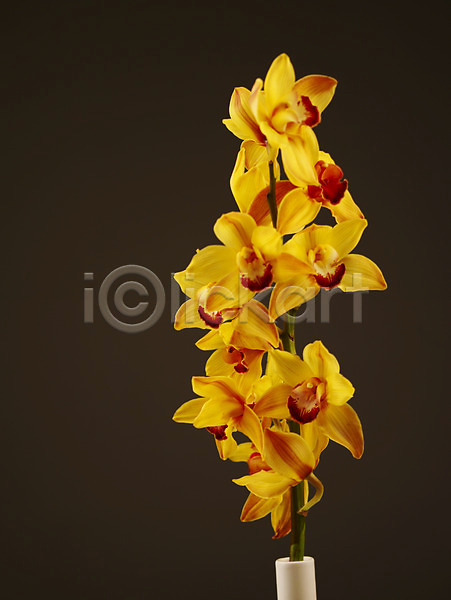 사람없음 JPG 근접촬영 포토 꽃 꽃병 꽃잎 노란색 누끼 백그라운드 서양난 식물 양난 양란 여러송이 컬러