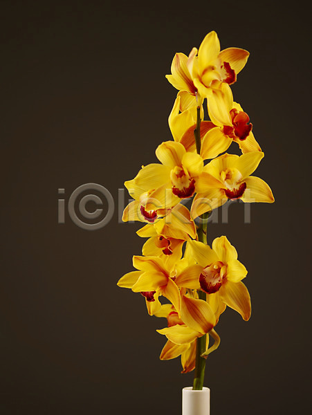 사람없음 JPG 근접촬영 포토 꽃 꽃병 꽃잎 노란색 누끼 백그라운드 서양난 식물 양난 양란 여러송이 컬러