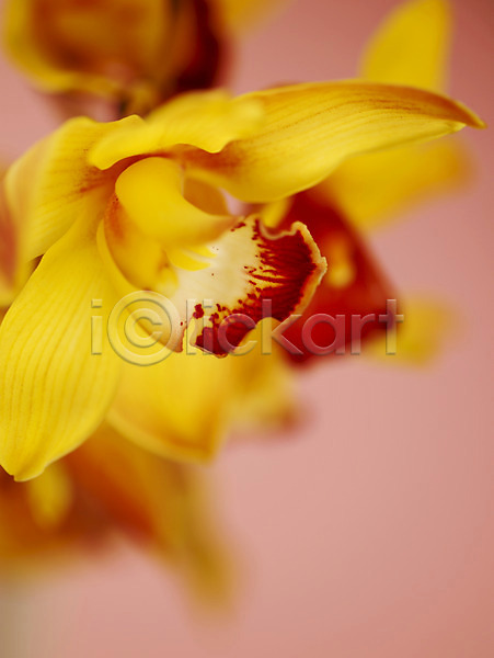 사람없음 JPG 근접촬영 아웃포커스 포토 꽃 꽃잎 노란색 백그라운드 서양난 식물 양난 양란 컬러 한송이