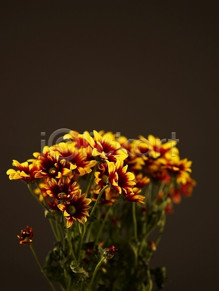 사람없음 JPG 아웃포커스 포토 국화 꽃 꽃다발 꽃잎 노란색 누끼 백그라운드 소국 식물 여러송이 컬러
