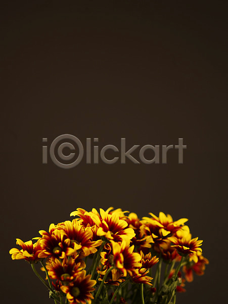 사람없음 JPG 포토 국화 꽃 꽃다발 꽃잎 노란색 백그라운드 소국 식물 여러송이 컬러