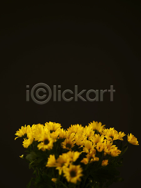 사람없음 JPG 아웃포커스 포토 국화 꽃 꽃다발 꽃잎 노란색 백그라운드 소국 식물 여러송이 컬러