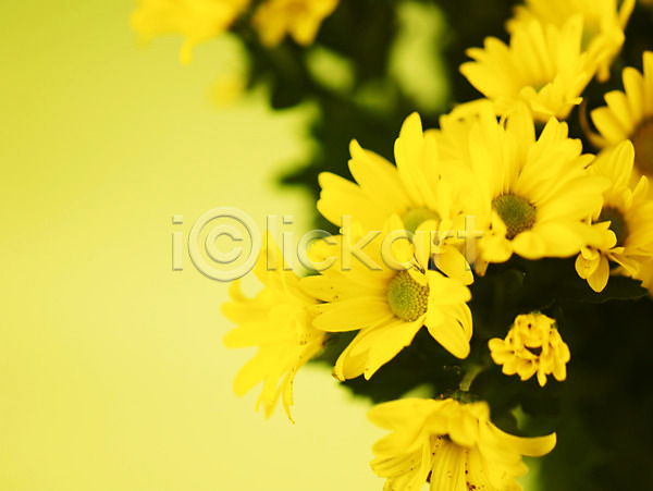 사람없음 JPG 근접촬영 아웃포커스 포토 국화 꽃 꽃다발 꽃잎 노란색 백그라운드 소국 식물 여러송이 컬러