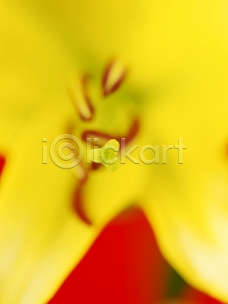 사람없음 JPG 근접촬영 아웃포커스 포토 꽃 꽃술(꽃) 꽃잎 노란색 백그라운드 백합(꽃) 식물 여름꽃 자연 컬러 한송이
