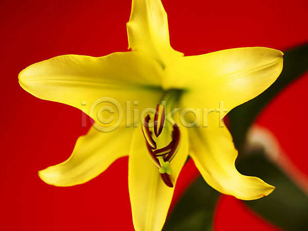사람없음 JPG 근접촬영 아웃포커스 포토 꽃 꽃잎 노란색 백그라운드 백합(꽃) 식물 여름꽃 잎 자연 컬러 한송이