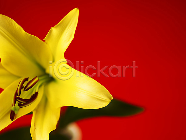 사람없음 JPG 근접촬영 아웃포커스 포토 꽃 꽃술(꽃) 꽃잎 노란색 백그라운드 백합(꽃) 식물 여름꽃 잎 자연 컬러 한송이