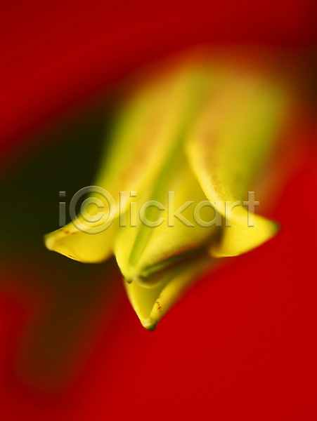 사람없음 JPG 근접촬영 아웃포커스 포토 꽃 꽃봉오리 꽃잎 노란색 몽오리 백그라운드 백합(꽃) 식물 여름꽃 잎 자연 컬러