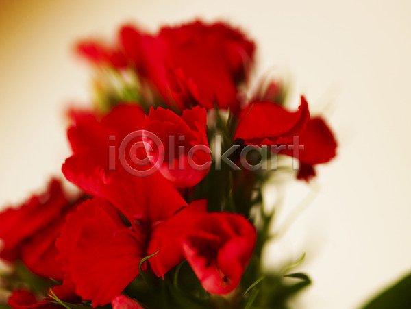 사람없음 JPG 근접촬영 아웃포커스 포토 꽃 꽃잎 백그라운드 빨간색 식물 여러송이 잎 줄기 카네이션 컬러
