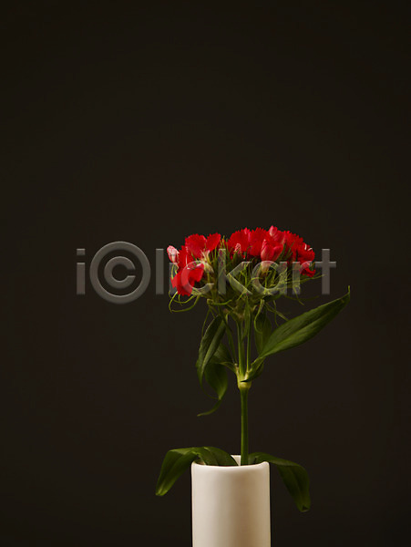 사람없음 JPG 포토 꽃 꽃대 꽃병 꽃잎 누끼 백그라운드 빨간색 식물 여러송이 카네이션 컬러