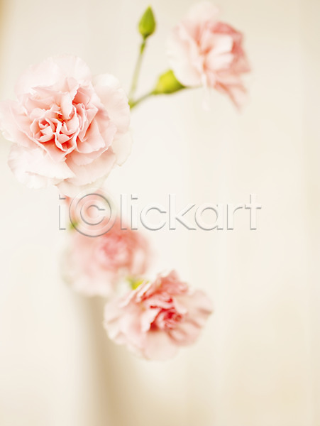 사람없음 JPG 근접촬영 아웃포커스 포토 꽃 꽃병 꽃봉오리 꽃잎 백그라운드 분홍색 식물 여러송이 카네이션 컬러
