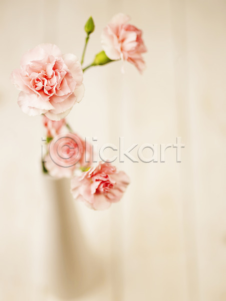 사람없음 JPG 근접촬영 아웃포커스 포토 꽃 꽃병 꽃봉오리 꽃잎 백그라운드 분홍색 식물 여러송이 카네이션 컬러