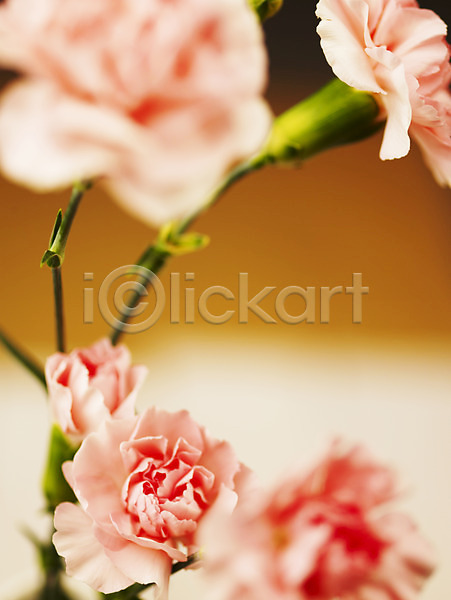 사람없음 JPG 근접촬영 아웃포커스 포토 꽃 꽃대 꽃잎 백그라운드 분홍색 식물 여러송이 카네이션 컬러