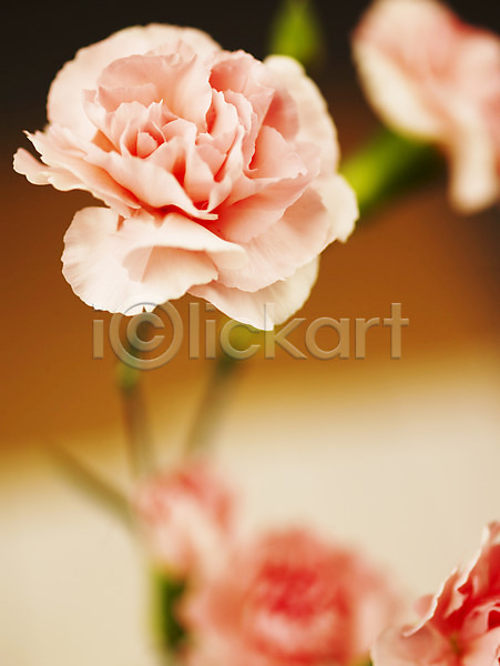 사람없음 JPG 근접촬영 아웃포커스 포토 꽃 꽃대 꽃잎 백그라운드 분홍색 식물 줄기 카네이션 컬러 한송이