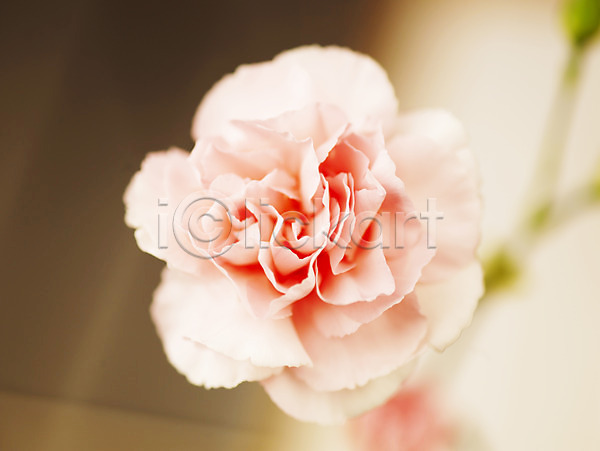 사람없음 JPG 근접촬영 아웃포커스 포토 꽃 꽃잎 백그라운드 분홍색 식물 카네이션 컬러 한송이