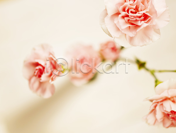 사람없음 JPG 근접촬영 아웃포커스 포토 꽃 꽃잎 백그라운드 분홍색 식물 여러송이 카네이션 컬러