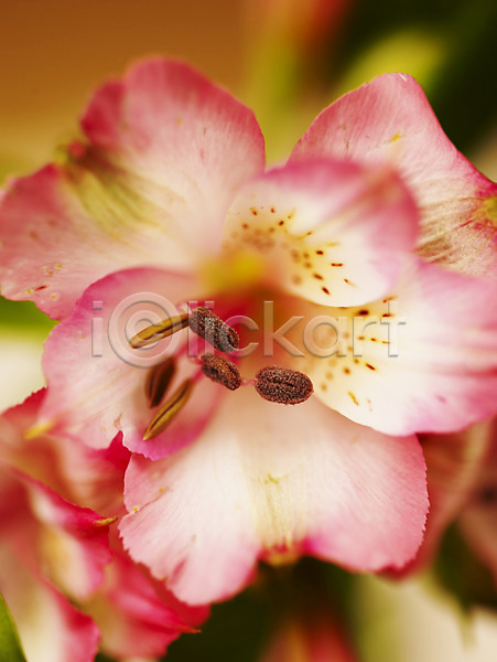 사람없음 JPG 근접촬영 아웃포커스 포토 꽃 꽃술(꽃) 꽃잎 백그라운드 분홍색 식물 알스트로메리아 알스트로에메리아 컬러 한송이