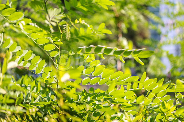 휴식 사람없음 JPG 근접촬영 포토 계곡 나뭇잎 놀이공원 식물 안양 야외 여름(계절) 여름풍경 주간 풍경(경치) 휴가